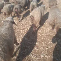 فروش میش داشتی زرقان|حیوانات مزرعه|شیراز, بیمارستان غدیر|دیوار