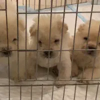 توله‌های اصیل چاو چاو دوماهه نر و ماده