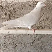 کبوتر پرشی|پرنده|خمینی‌شهر, |دیوار