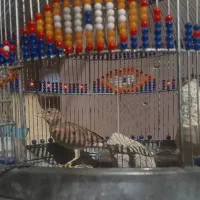 سهره خاکی مست دهندار