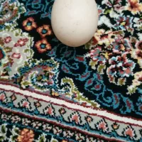 تخم اردک تخم مرغ شهری