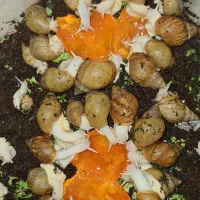 حلزون خانگی