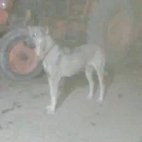ماده گوسفندی