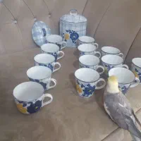 گل پنبه