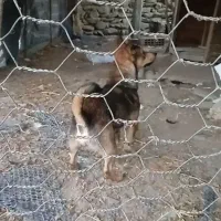 سگ پاکوتا چهارتا