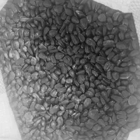 بذر افاتبگردان خوی زودرس