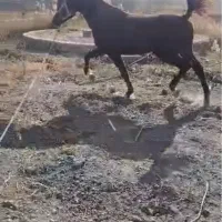 اسب|اسب و تجهیزات اسب‌سواری|مشهد, رسالت|دیوار