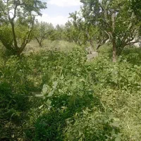 اگر گوسفند داری بخون