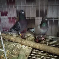 یک جفت نروماده پلاکی درجه ۱