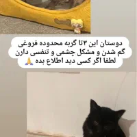 سه عدد گربه گمشده