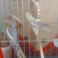 عروس هلندی|پرنده|شازند, |دیوار