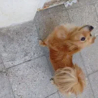 فروش قیمت 10|سگ|پاکدشت, پاکدشت (مامازند)|دیوار