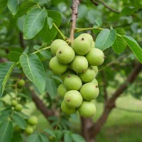 فروش نهال موندراپ با ضمانت و قیمت مناسب