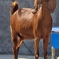 بز و میش داشتی