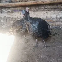 بو قلمون محلی|حیوانات مزرعه|قزوین, |دیوار