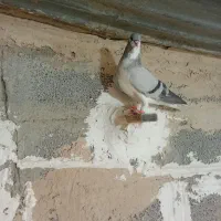 کبوتر