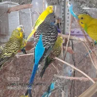 مرغ عشق سالم ضمانتی