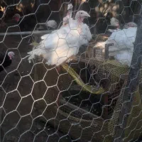 بوقلمون بیوتی کاملا ارگانیک و طبیعی|حیوانات مزرعه|جویبار, |دیوار