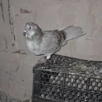 کبوتر