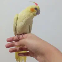 گمشده