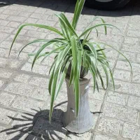 گل گیاه قیم کاکتوس ناز یخی گلدان سرامیکی