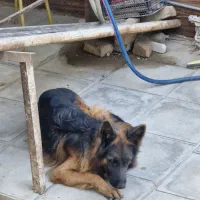 واگذاری ژرمن ماده ۲ ساله