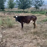 معاوضه گاو با خودرو شما|حیوانات مزرعه|کلاردشت, |دیوار