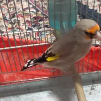 سلام دو عدد سهره نر یکی رسمی یکی دورگ