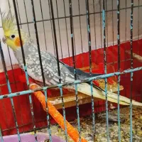 عروس هلندی گلباقالی لوتینو