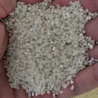فروش نیم دانه برنج