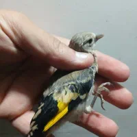 جوجه سهره کال