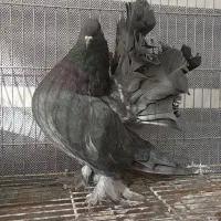 کبوتر زینتی تزئینی دمچتری