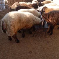 بره چاق|حیوانات مزرعه|کوه چنار, |دیوار