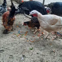 مرغ وخروس محلی قایمیه|حیوانات مزرعه|کوه چنار, |دیوار