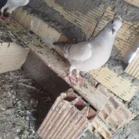 شامی کلاغ نر