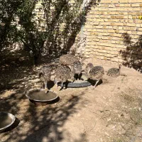 شترمرغ|حیوانات مزرعه|آبگرم, |دیوار