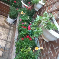 خدمات باغبانی باغچه کاری گل کاری تمام نقاط تهران|خدمات باغبانی و درختکاری|تهران, کامرانیه|دیوار