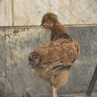 مرغ و خروس