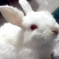 خرگوش جرسی