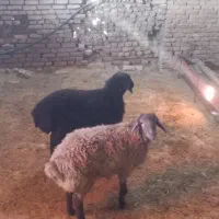 بره هترو وهمو|حیوانات مزرعه|مشهد, درزآب|دیوار