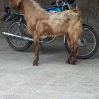 پازن برای فروش