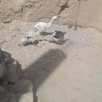غاز