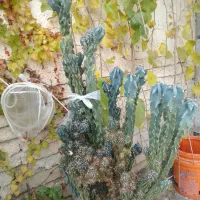 کاکتوس صخره ای زیبا|گل و گیاه طبیعی|آذرشهر, |دیوار