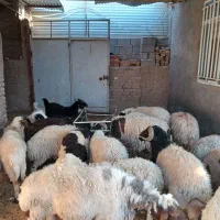 کره بره نر و ماده زرند