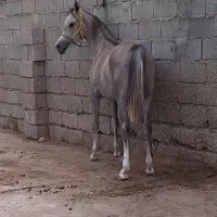 اسب عرب