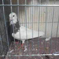 کفتر طوقی ماده و کله دار نر و کله دم سبز