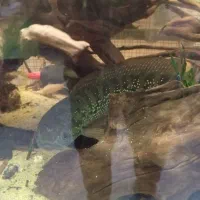 ماهی چانا|ماهی|شاهینشهر, خبرنگار|دیوار