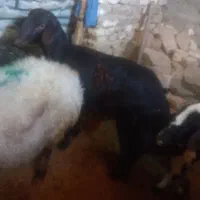 قره قزل اصل