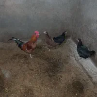 مرغ|پرنده|مود, |دیوار