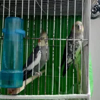 جفت عروس هلندی سالم و سرحال دم  تخم خانگی